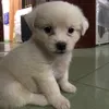 tungha_12