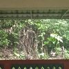 anakperantauan241