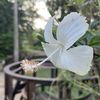 pallabi_ch
