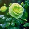 maherahmad4545