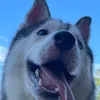 acethehusky01