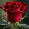 user5818787327048