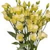 lengocbl1519