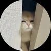layconcudaingoac_