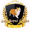 asiaroyalcorgisaristocat