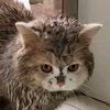 milo.ais627