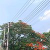mamun17099