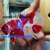 r.junaedi46