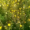 centrine.flora