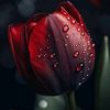 mfaizan8744