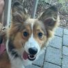 remithefluffycorg