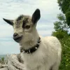 goat_transgender