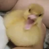 nay_kato