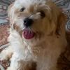 josue.valle66