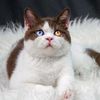candypawscat