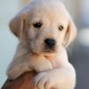 Cute Puppies