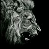 rawalpindi_king