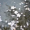 dauiuchuche