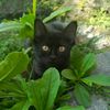 orawr_
