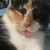 gbfsil