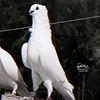 zji_4i