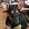 buddyliebling