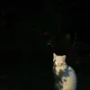nonrxll6