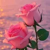 user4985190079090
