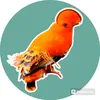 Aves, Natureza e Lugares