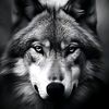 lobo.g6