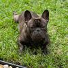 louie_the_frenchie14