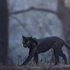 alikapvbqfc