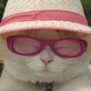 imacat_meow0