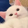 yuanmi99