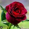 user5122114985154