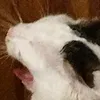 woytecupwqb