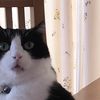 tomson_smells