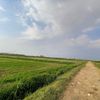 asmaayounis244