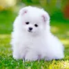 animalchannel_123