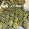 tigan_durian