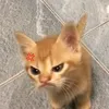 diiine_01