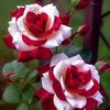 user131120231234