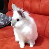 puffy_milo
