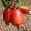 juliak619