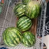 oleg.443_53.goda