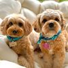 babybearbuddies