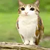 pancito_sigmauwu