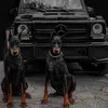 K97 Doberman