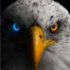 eagleeyes225