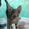 kwan65395
